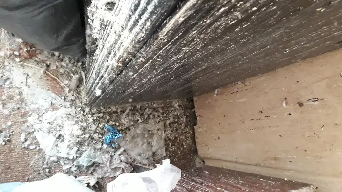 Премахване на курешки от гълъби от вашия дом